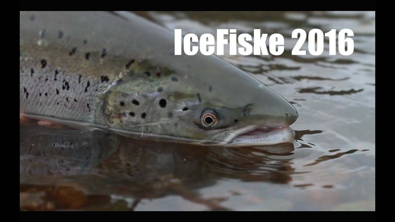 PremiereFishing Nausta 2015 Neteland Prodcution HD
