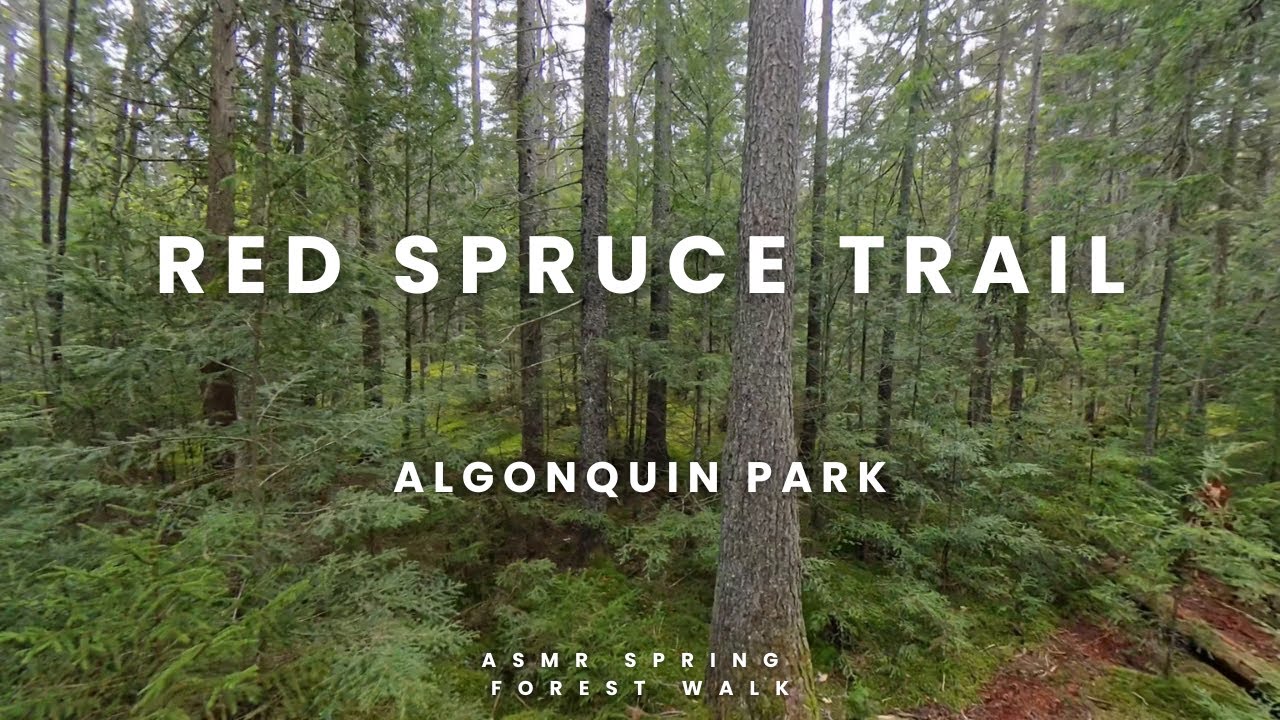 ASMR Nature Walk 🌲 Real-Time Hike on Red Spruce Trail | Algonquin Park