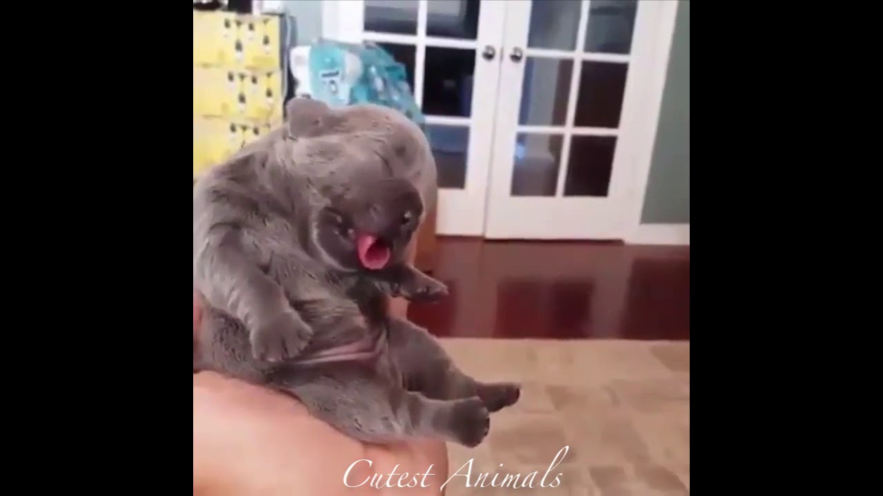 These animals will cure your depression