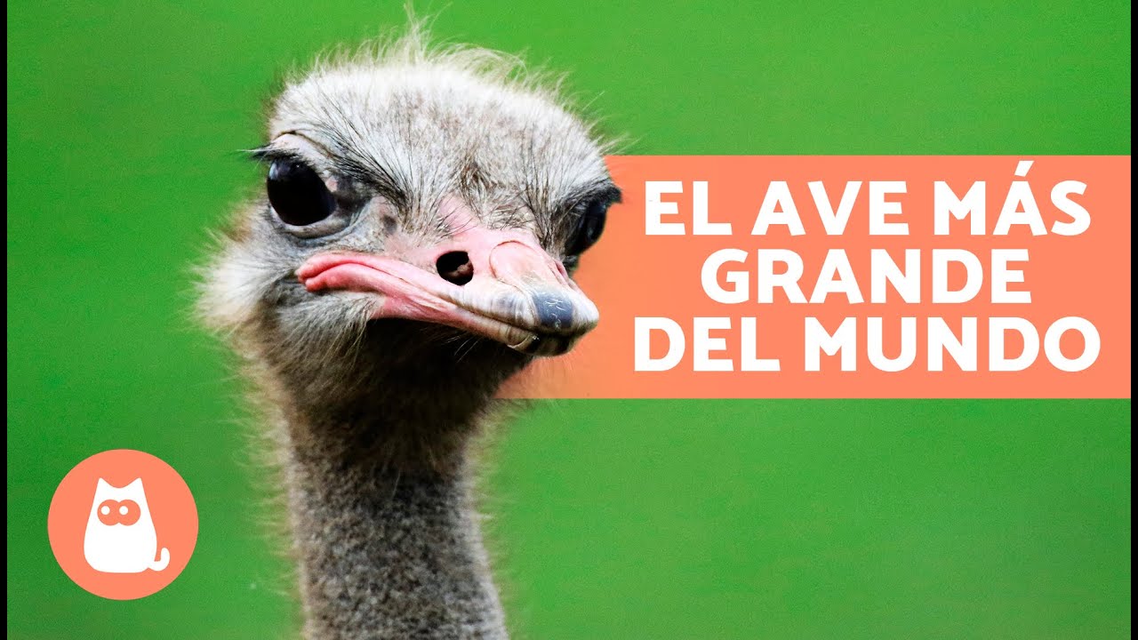 10 CURIOSIDADES sobre las AVESTRUCES 🪶  ¿Pesan 160 kg? ¿Ponen Huevos GIGANTES?
