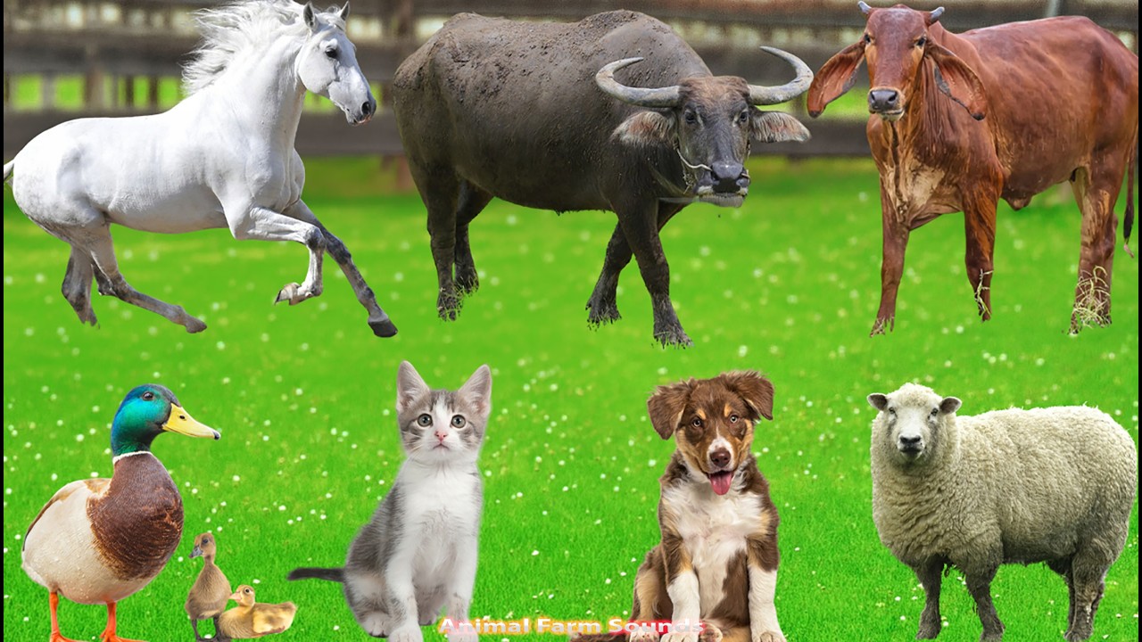 Farm Animal Habitats: Goats, Chickens, Sheep, Cats, Horses, Cows, Dogs – Animal Video