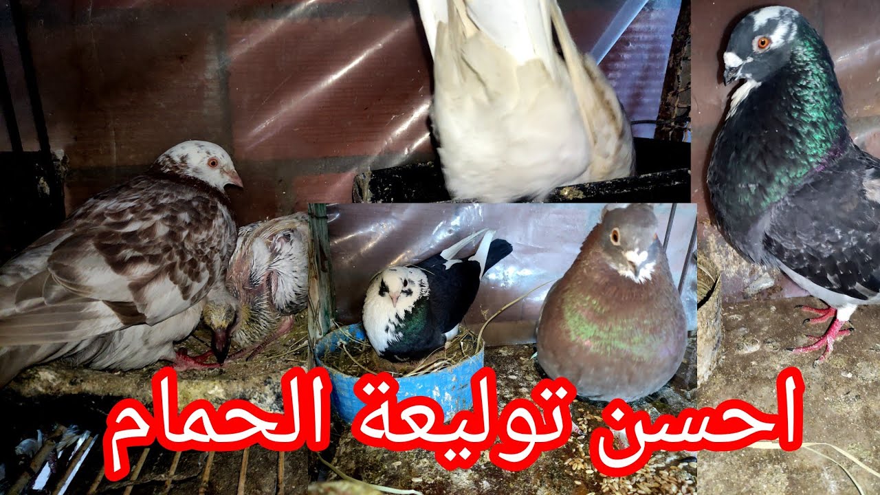 احسن توليعة الحمام 😱😯 أو توليعة في الحمام مرحبا بكم جميعا 