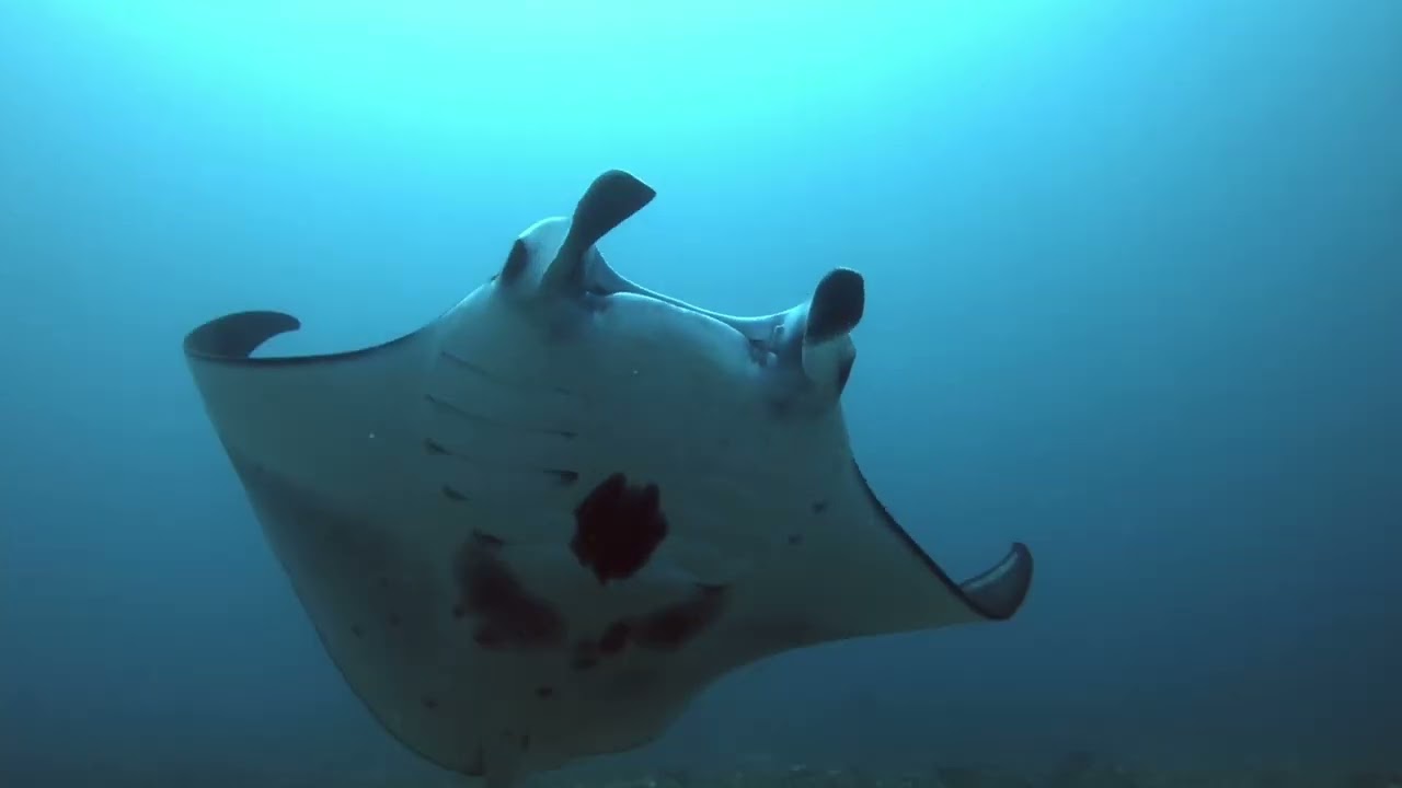 Escape to Paradise: The Ultimate Dragon Dive Komodo Resort & Liveaboard Experience