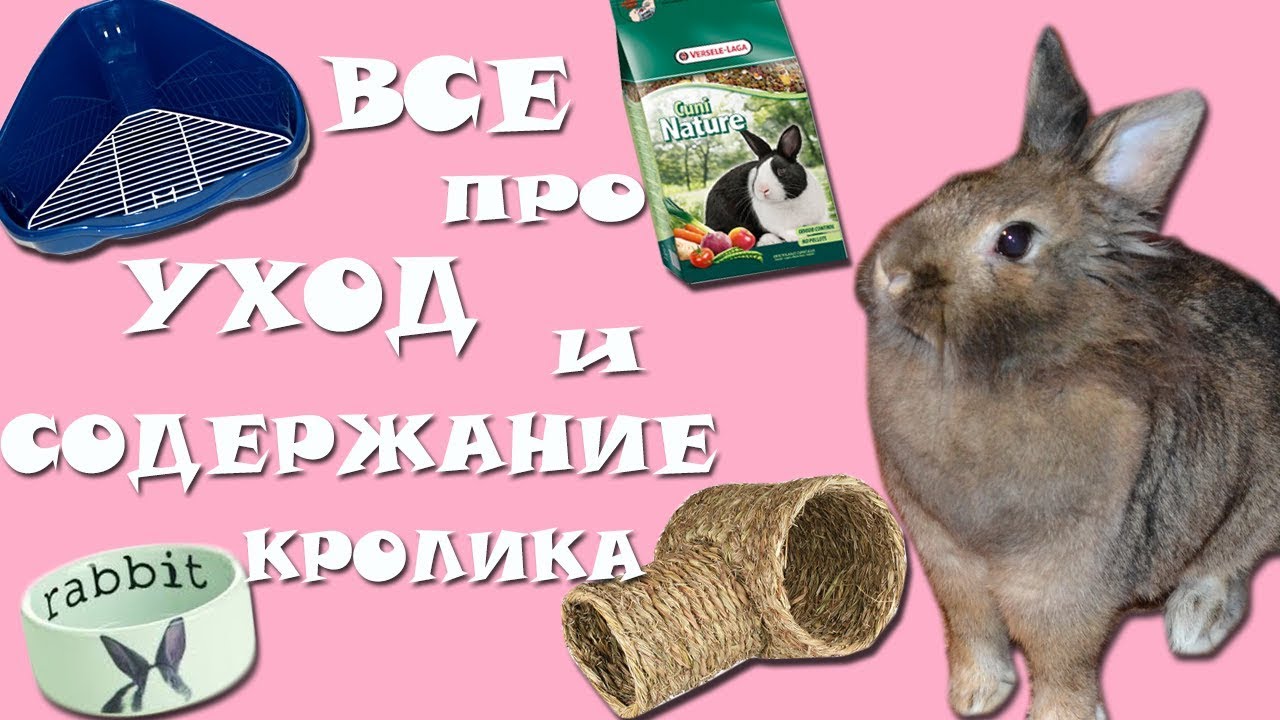 ВСЕ ПРО УХОД И СОДЕРЖАНИЕ КРОЛИКА/Я и мои Животные