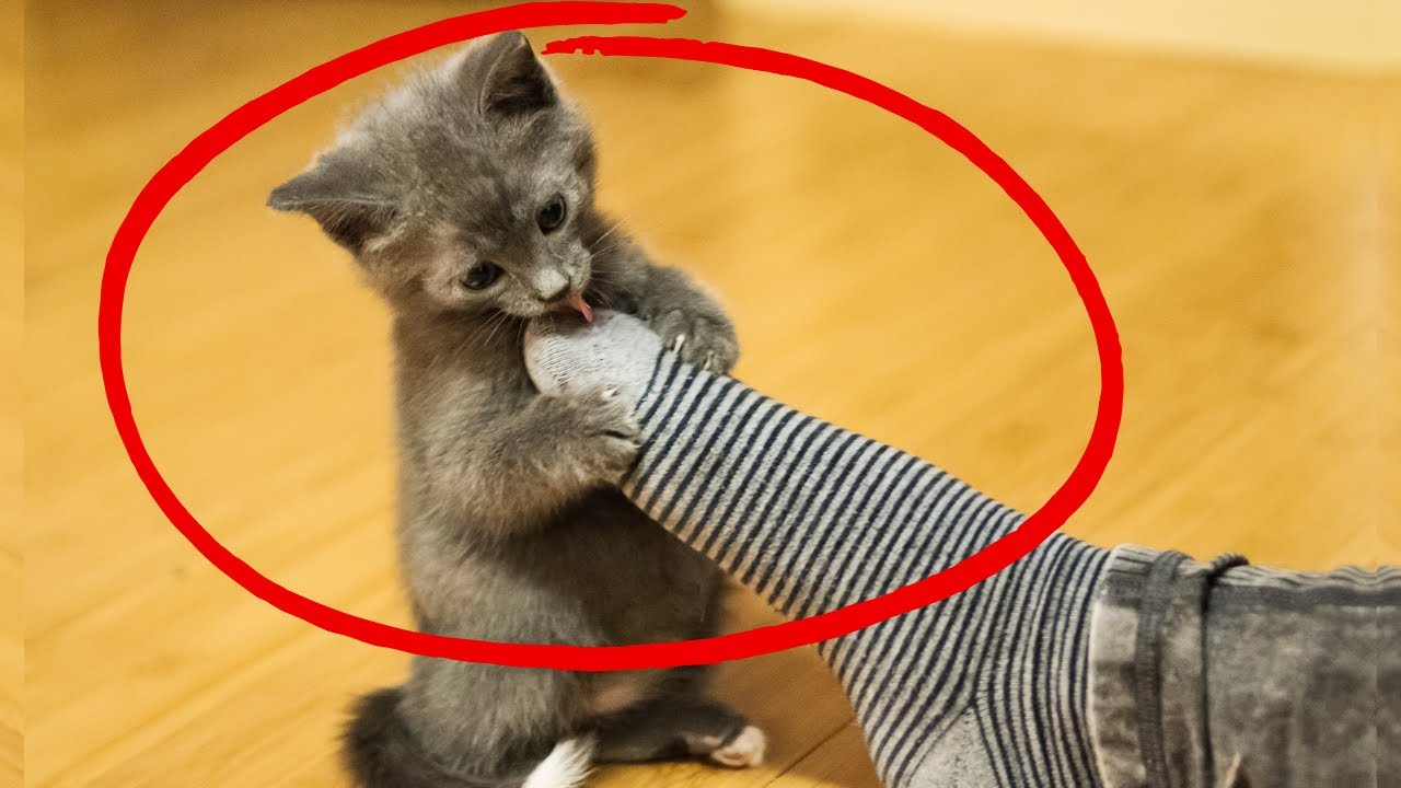 Shocking: Why Your Cat Really Likes Your Feet
