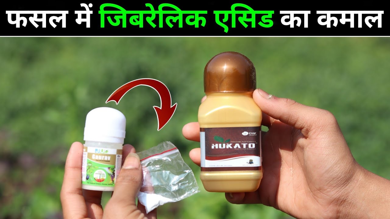 Gibberellic acid 0.001 uses in hindi || फसल में जिबरेलिक एसिड का कमाल