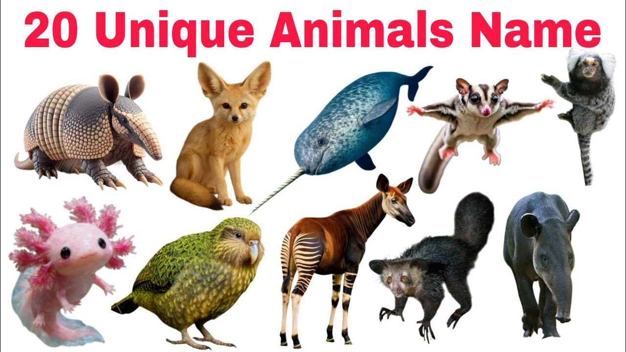 Learn 20 Unique Animal Names for Kids | Rare Animals in the world | Fun Learning Video