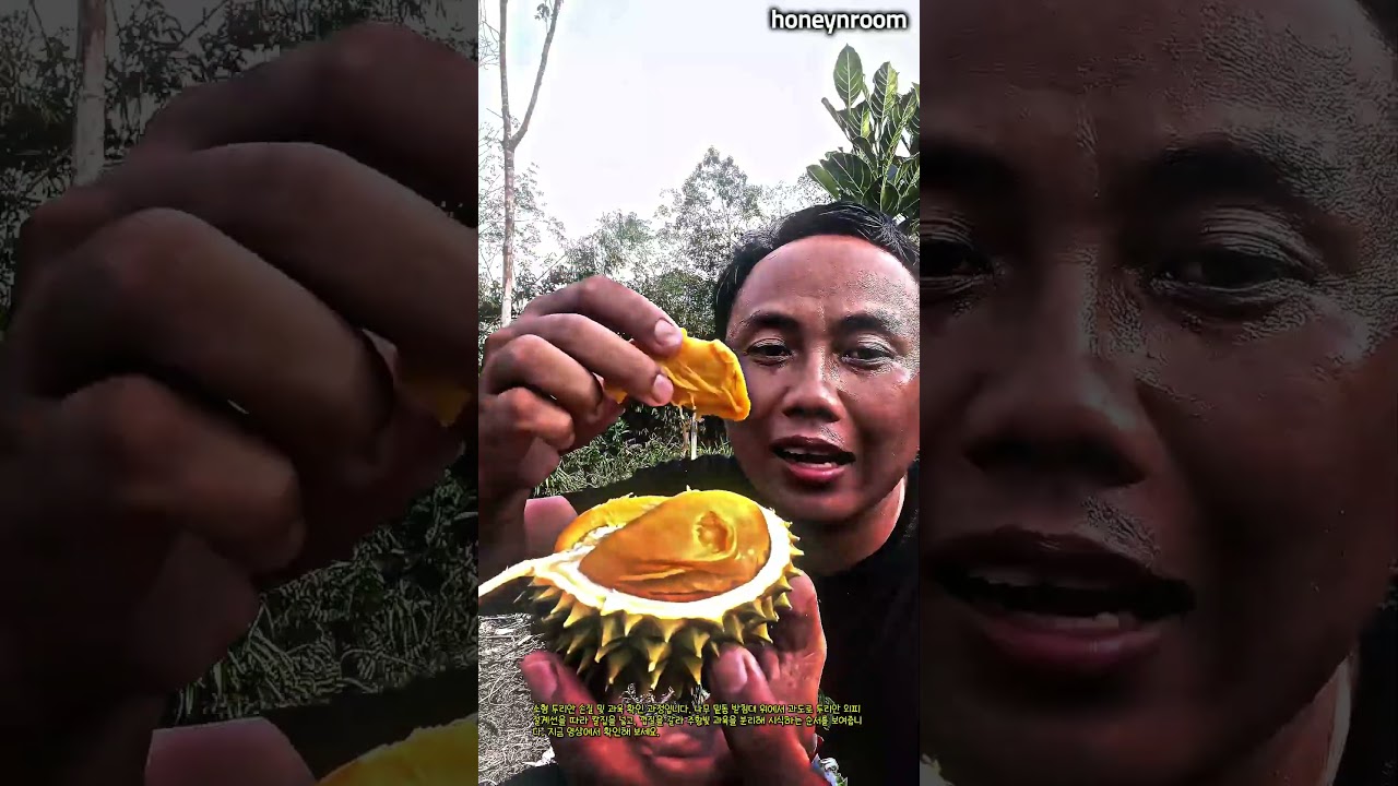작은 두리안 껍질 손질하고 과육 맛보기 #worker #process #exoticfruit #food #harvest