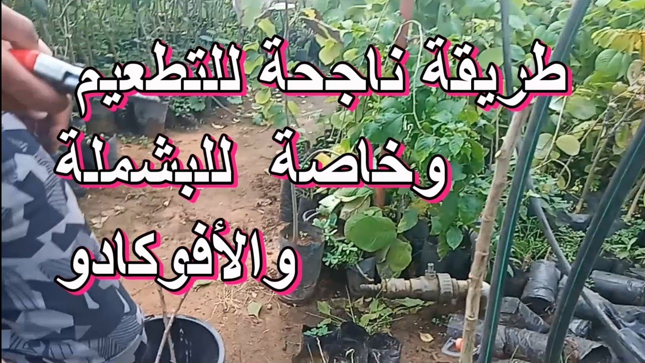 طريقة ناجحة للتطعيم خاصة للبشملة والأفوكادو. Tree grafting