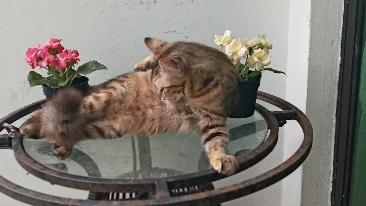 Time Machine Cats !!!! Longest Daily Cat's Story