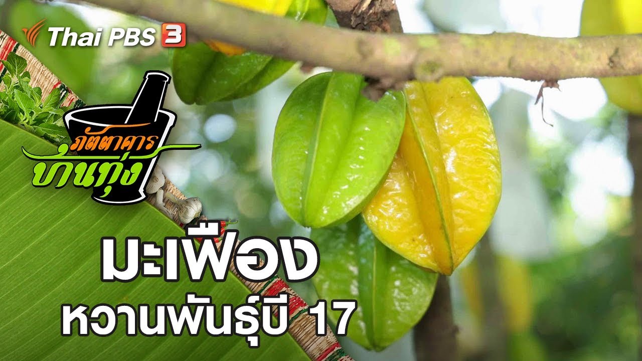 มะเฟืองหวานพันธุ์บี 17 : ภัตตาคารบ้านทุ่ง (14 ธ.ค. 62)