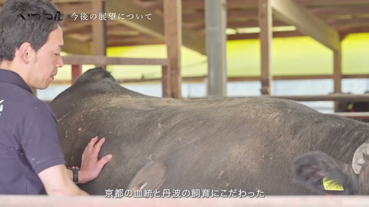 【丹波牛】牧場がやっている“健康に育てる”工夫｜生産者インタビュー