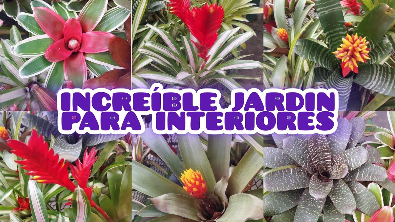 TE INVITO A VER LAS NUEVAS PLANTAS DE FLORES §LIZZ Y SU VIVERO