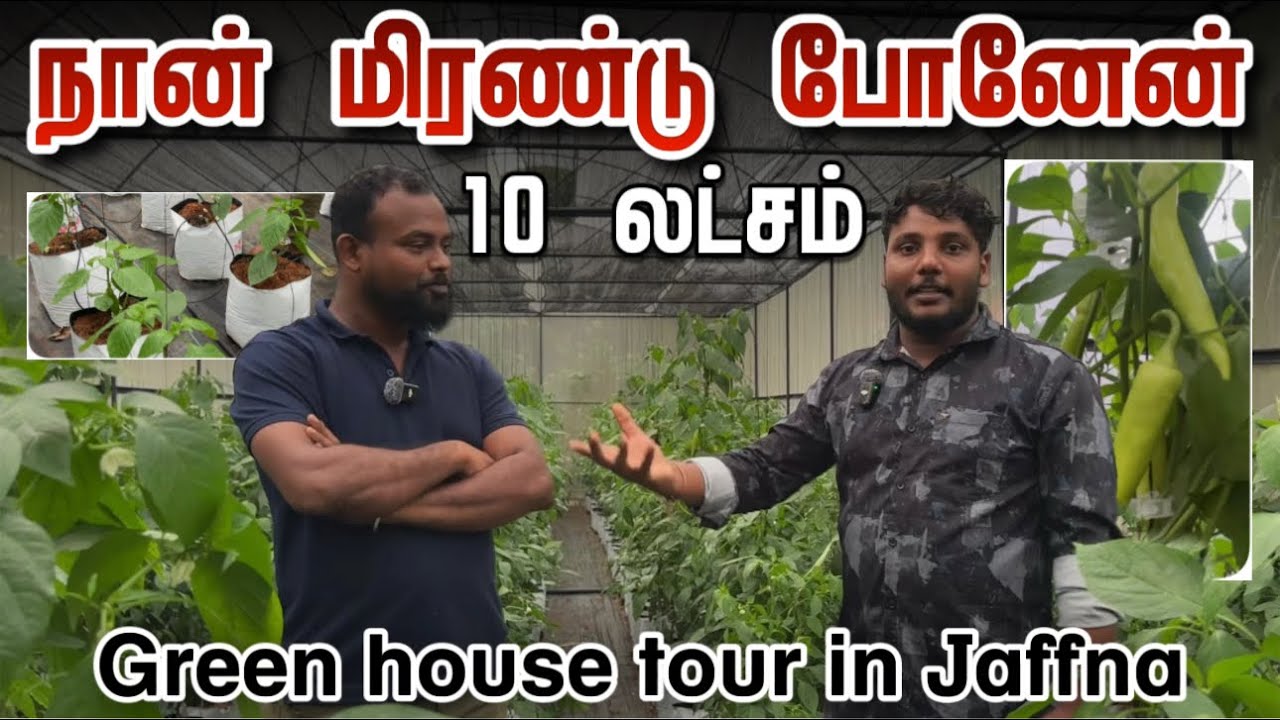 10 லட்சம்! | நான் மிரண்டு போனேன் | Chilli & Tomato Garden | Green house tour in jaffna | Pavaneesan