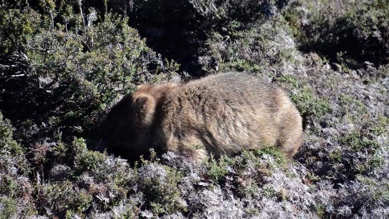 Wombat in Tasmania