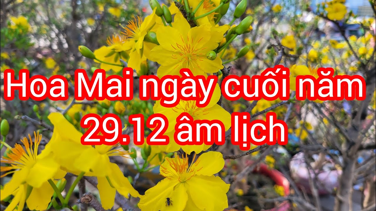 Hoa mai ng&agrave;y cuối năm 29.12 &acirc;m lịch. Tại chợ hoa xu&acirc;n TPHCM 2026