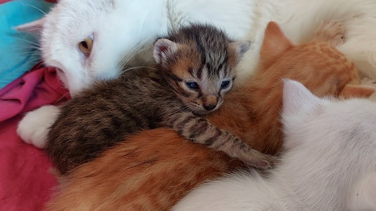 Lonely Orphan Kitten Finally Snuggles With His New Cat Family 💕