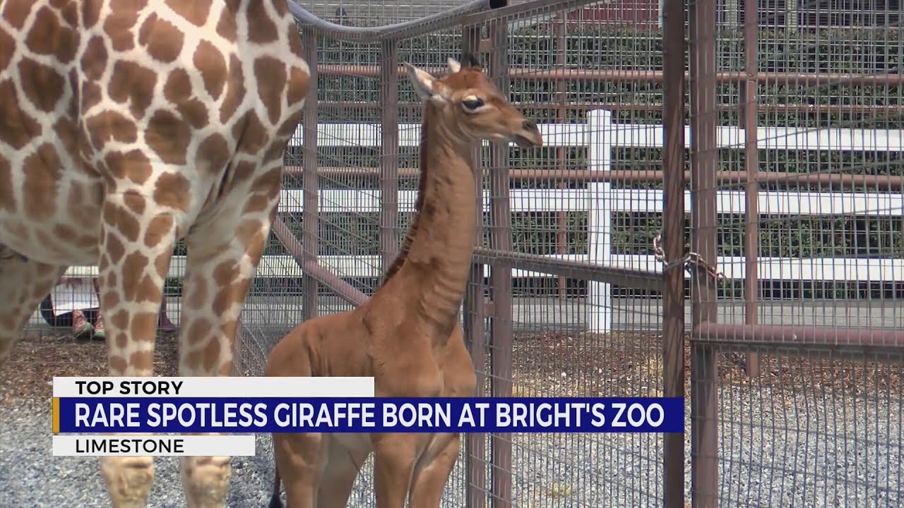 Rare spotless giraffe born at Bright&rsquo;s Zoo