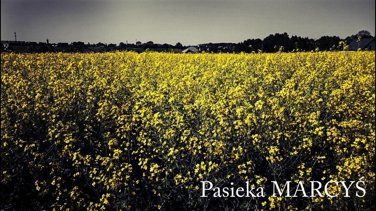 Pszczoły w maju 🍯🐝