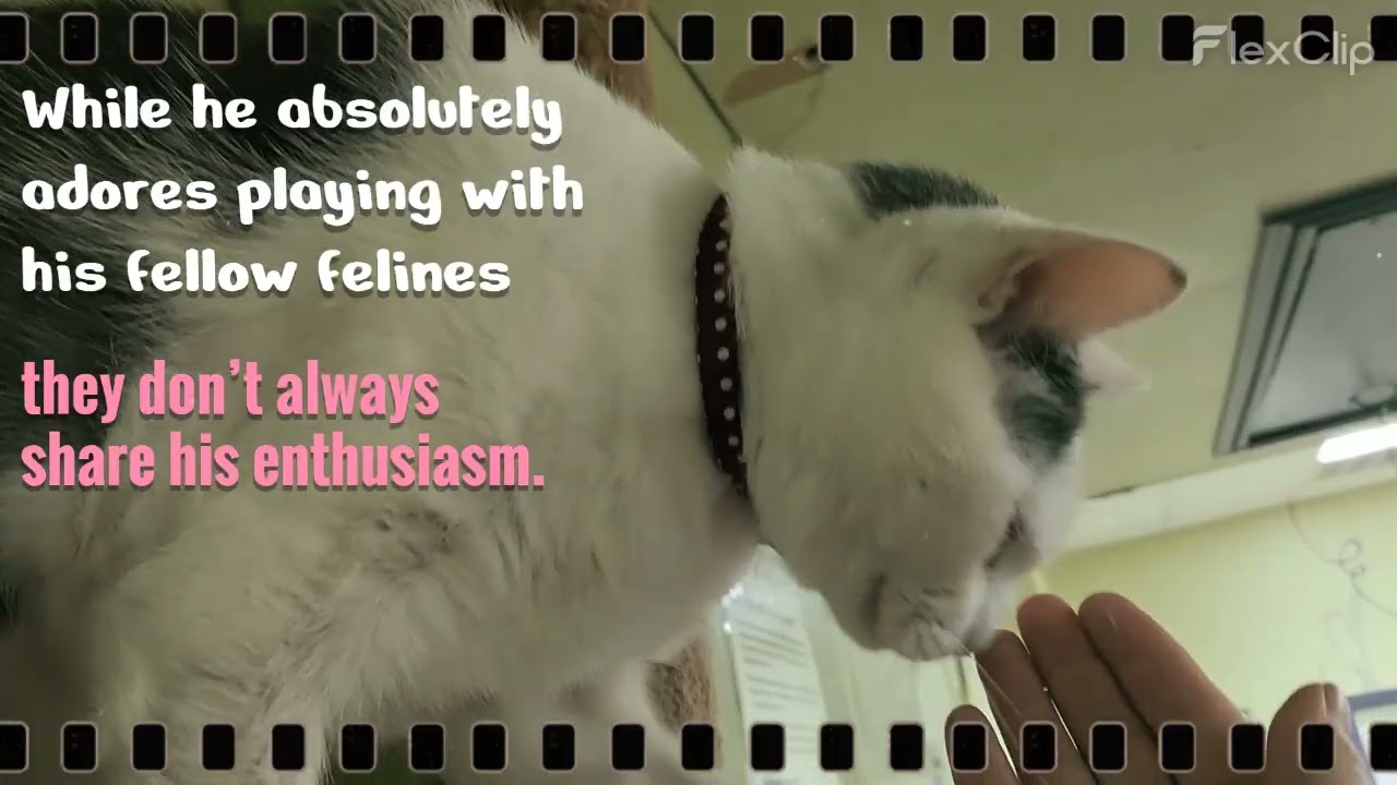 With the heaviest of hearts, we share the heartbreaking news of the passing of our dear Hopper.