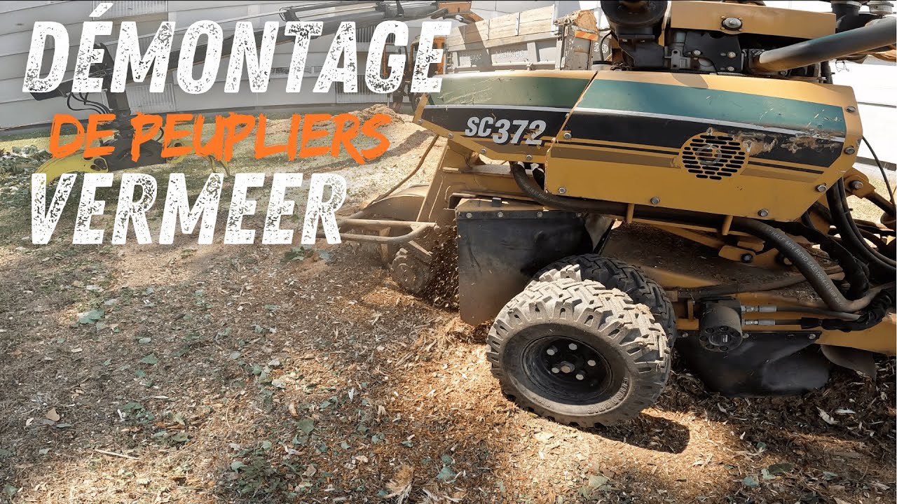 Démontage de Peupliers D'Italie + Essouchage / STIHL MS 201 - 462