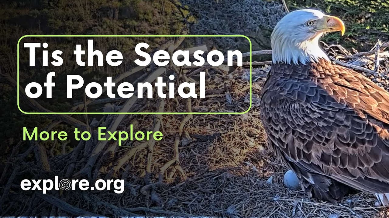 Tis the Season of Potential | More to Explore Live Show