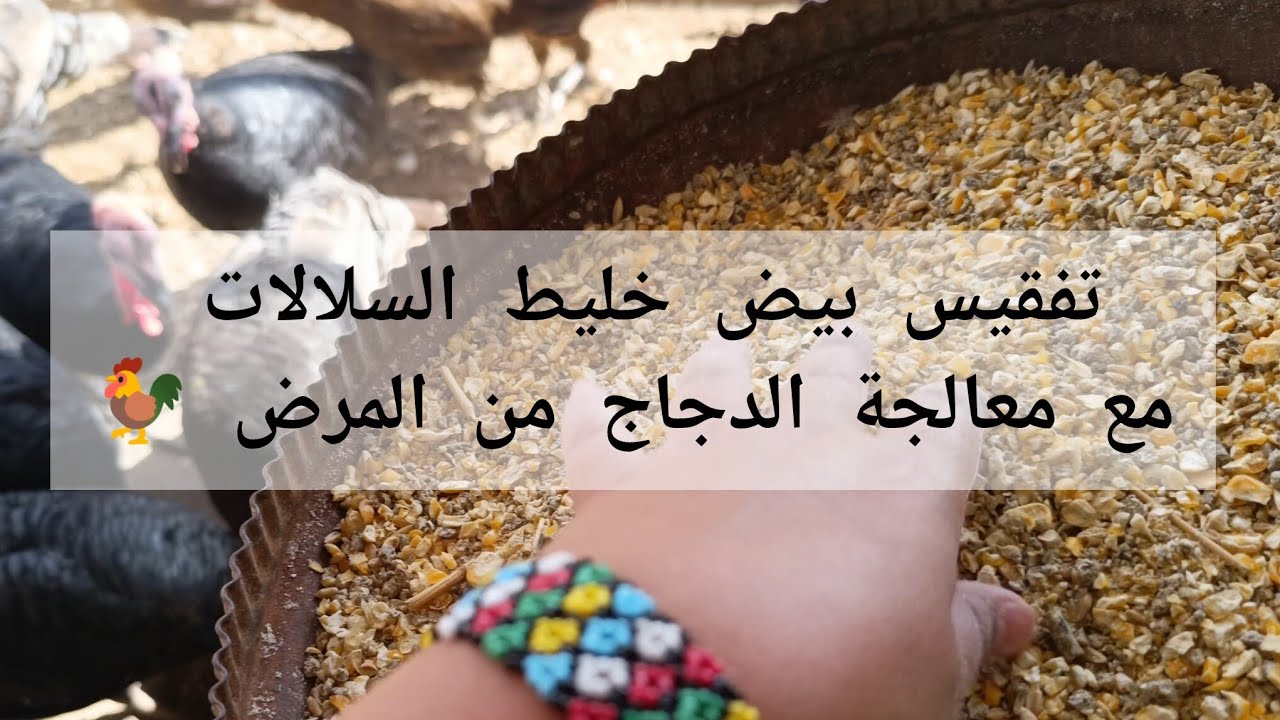  تفريخ بيض خليط السلالات 🐣 ومعالجة الدجاج من مرض الشخرة | تغييرات جديدة فالمزرعة 🌿