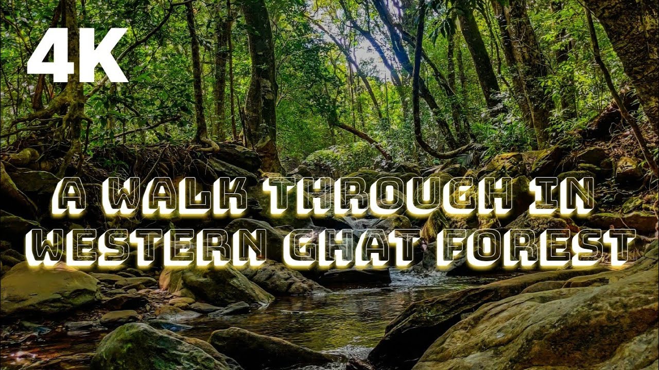 Evening walkthrough westernghat forest with pleasant sounds from everflowing streams & singing birds