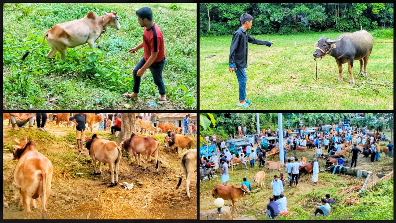 😣 অবশেষে অনেক কষ্টে কোরবানির গরু কিনলাম 🐂🐄🐃🐐
