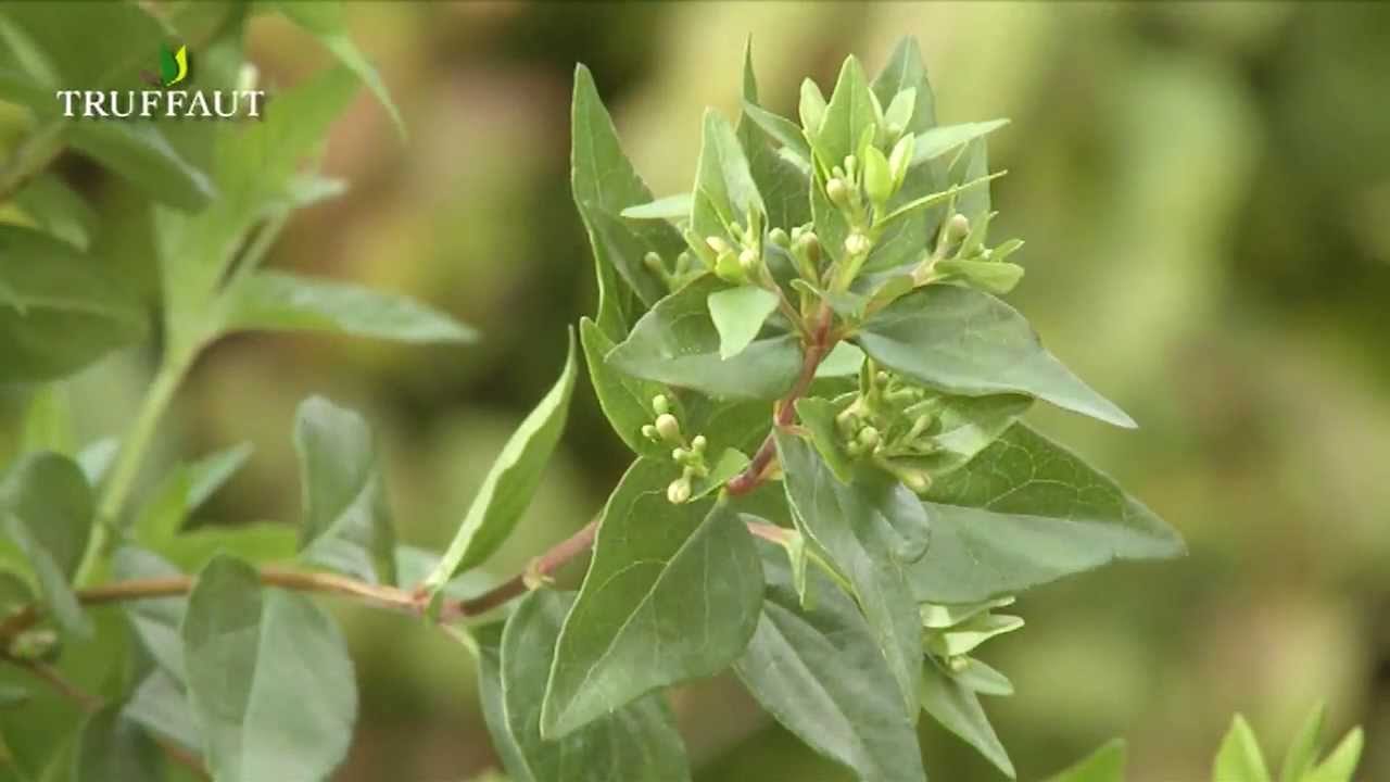 L'abélia : un arbuste vivace facile aux fleurs parfumées  - Truffaut