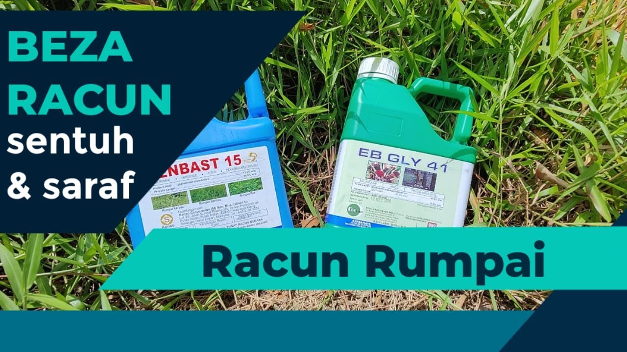 Perbezaan Racun Rumpai/Racun Lalang Jenis Sentuh dan Sistematik(Racun Saraf) #landskap #gardening