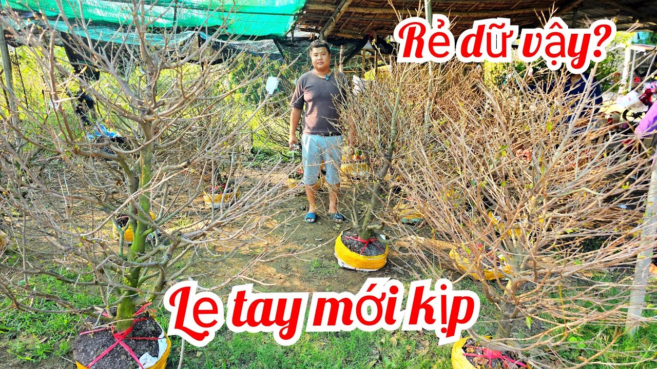 Út Lợi 📲 0366555241 mai giảo Thủ Đức giá rẻ 4/3 Bến Tre (Mai vàng Quê dừa)