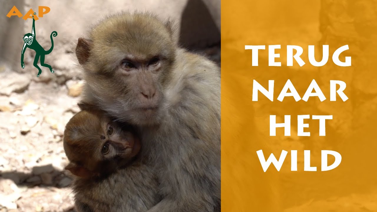 Born to be Wild: berberapen naar Tazekka National Park in Marokko gebracht