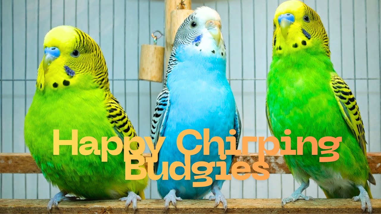 8 Happy Budgies Daily Life — Calming Chirping for Pet Birds