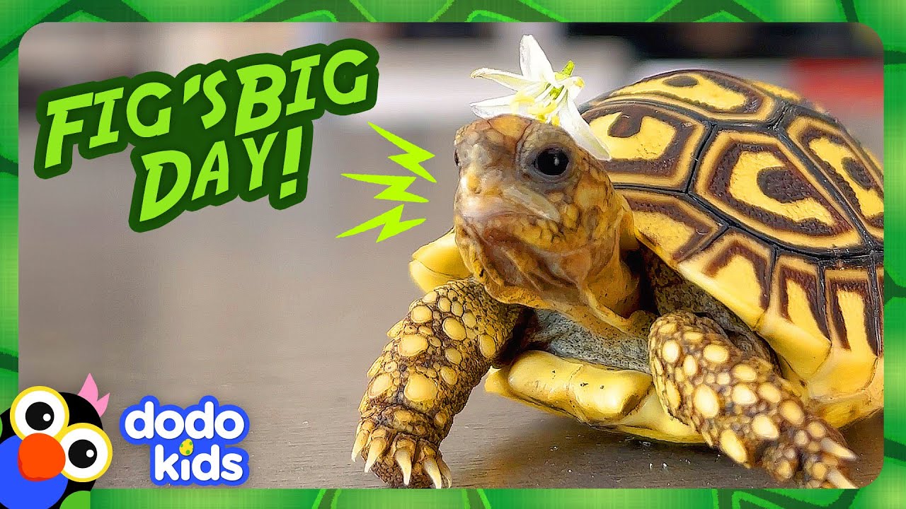 Baby Tortoise Wears Flower Hats And Goes On Adventures! | Dodo Kids