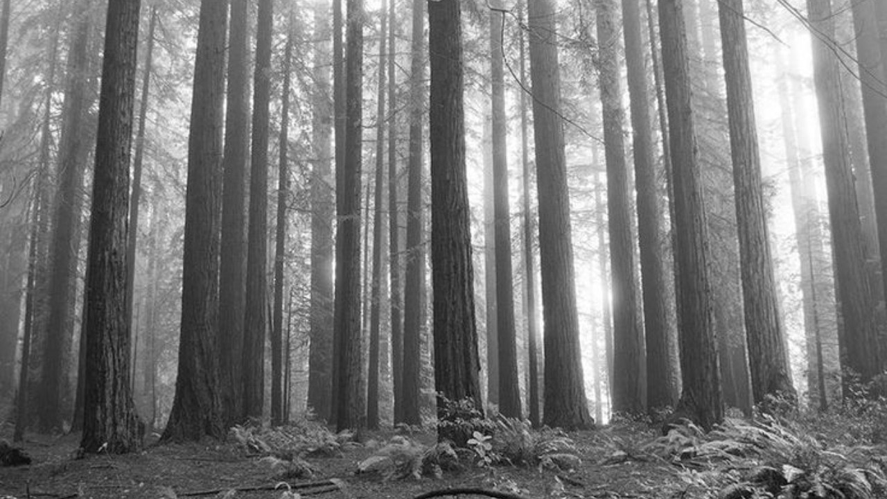 The 50,000 Forgotten Trees That Built San Francisco