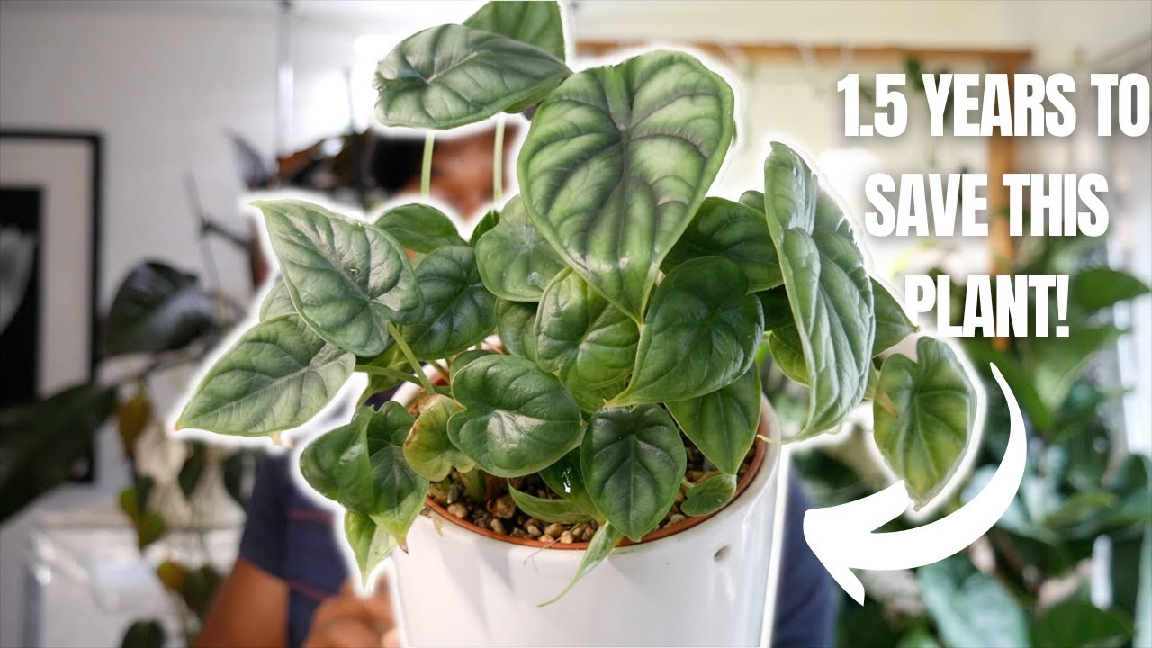 Alocasia Dragon Scale Rescue