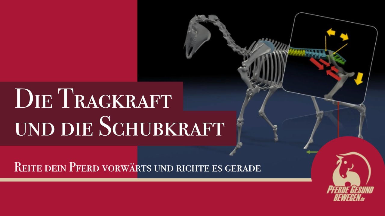 Tragkraft und Schubkraft - Reite Dein Pferd Vorwärts und richte es gerade