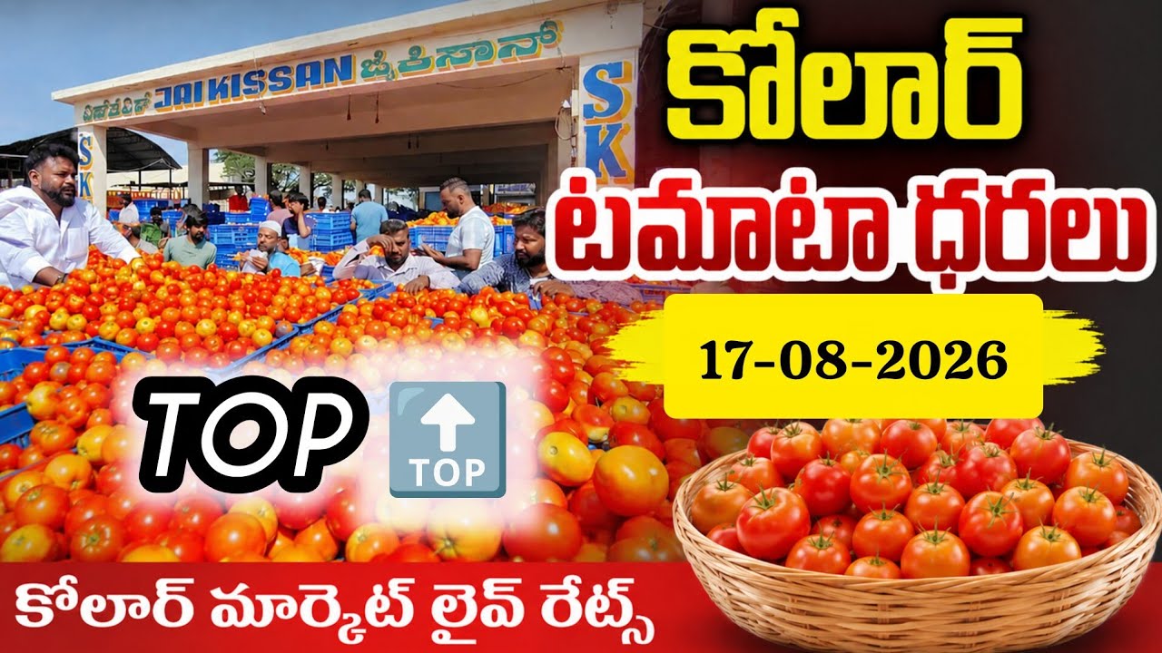 17-08-2026 today kolar Tomato market /#kolartomatomarketratetoday #tomatopricetoday #Today🍅 price