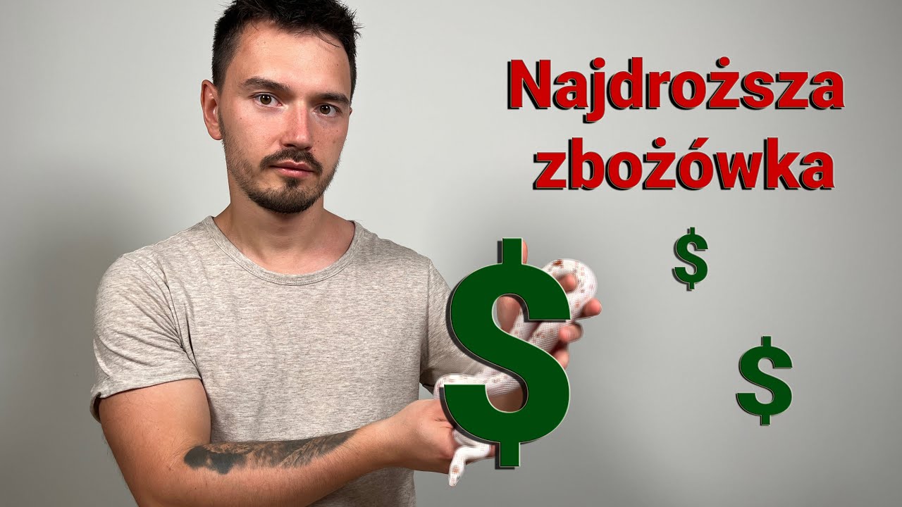 NAJDROŻSZA odmiana barwna węża zbożowego + przekładanie jaj do inkubatora