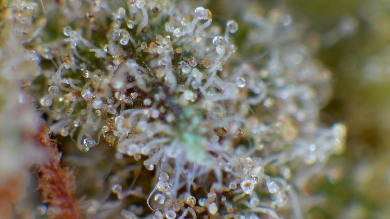 SENSISEEDS 🌱 Northern Lights #5 x HAZE SENSISEEDS (zoom x100)