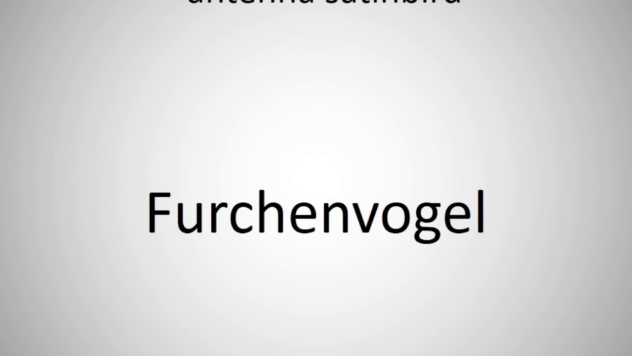 How to say antenna satinbird in German?