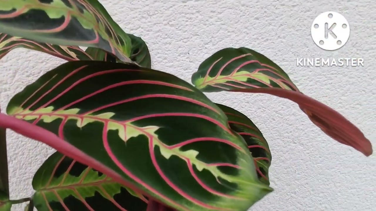 Cómo cuidar de La Maranta Leuconeura o Planta de la Oración.