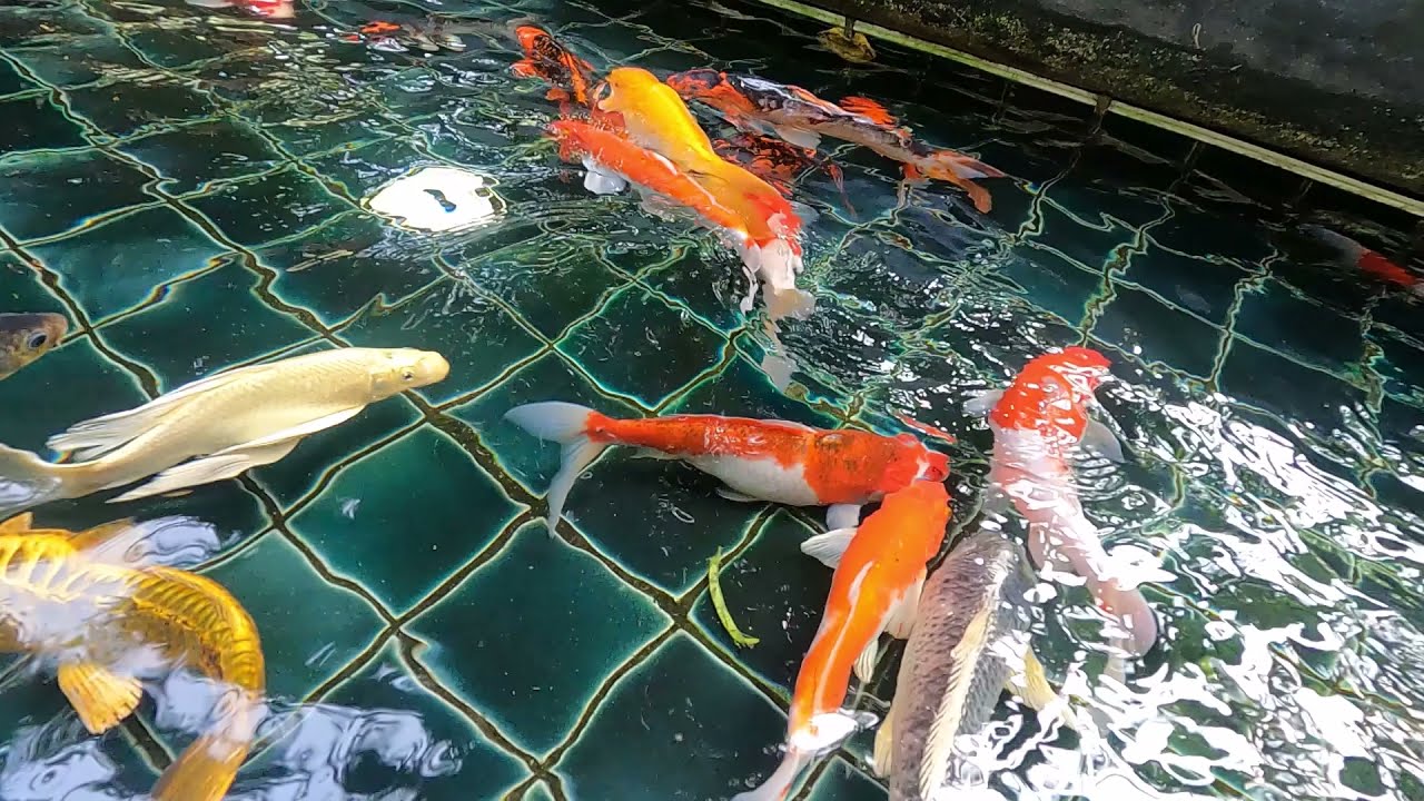 [Koh Samui Thailand เกาะสมุย] Anantara Lawana Resort Samui อนันตรา ลาวาณา เกาะสมุย รีสอร์ท