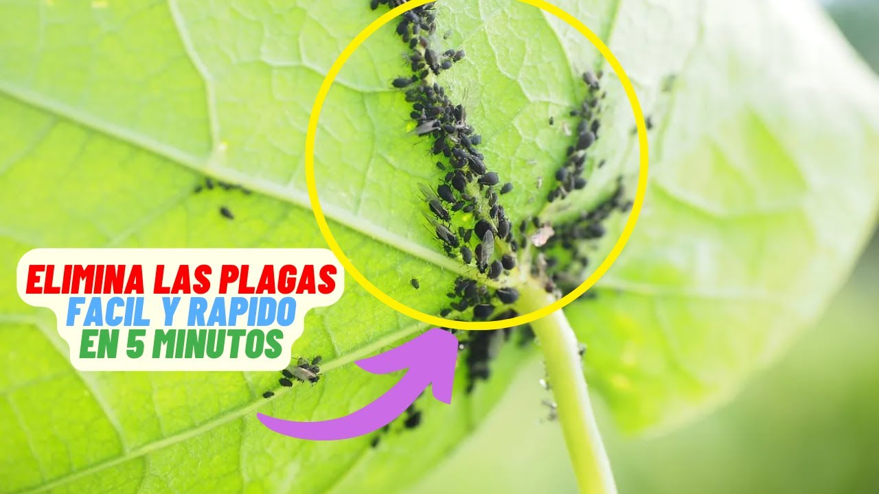 Elimina Cochinilla Negra De Tus Plantas Con Este TRUCO #cochinilla #plagas
