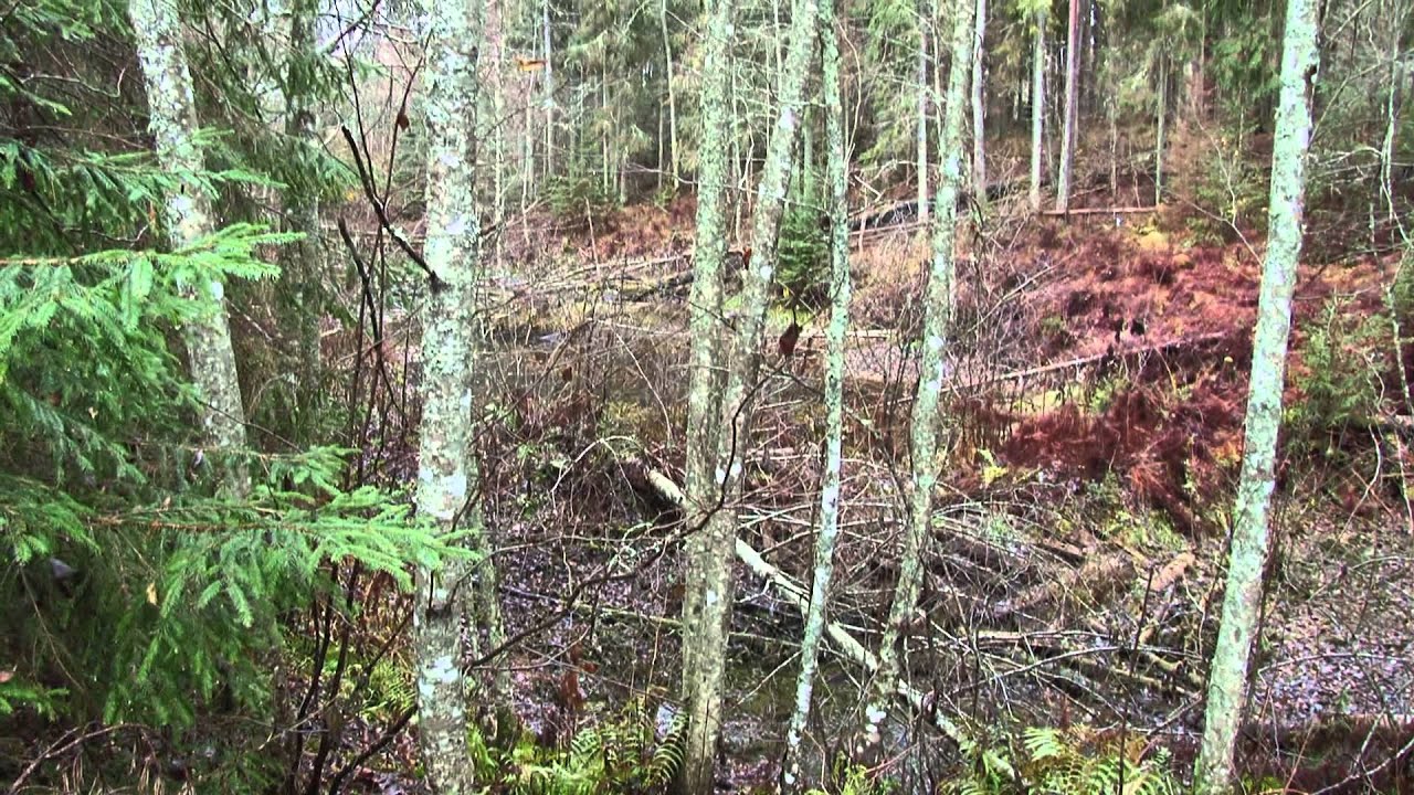 Metsakaja NR. 71