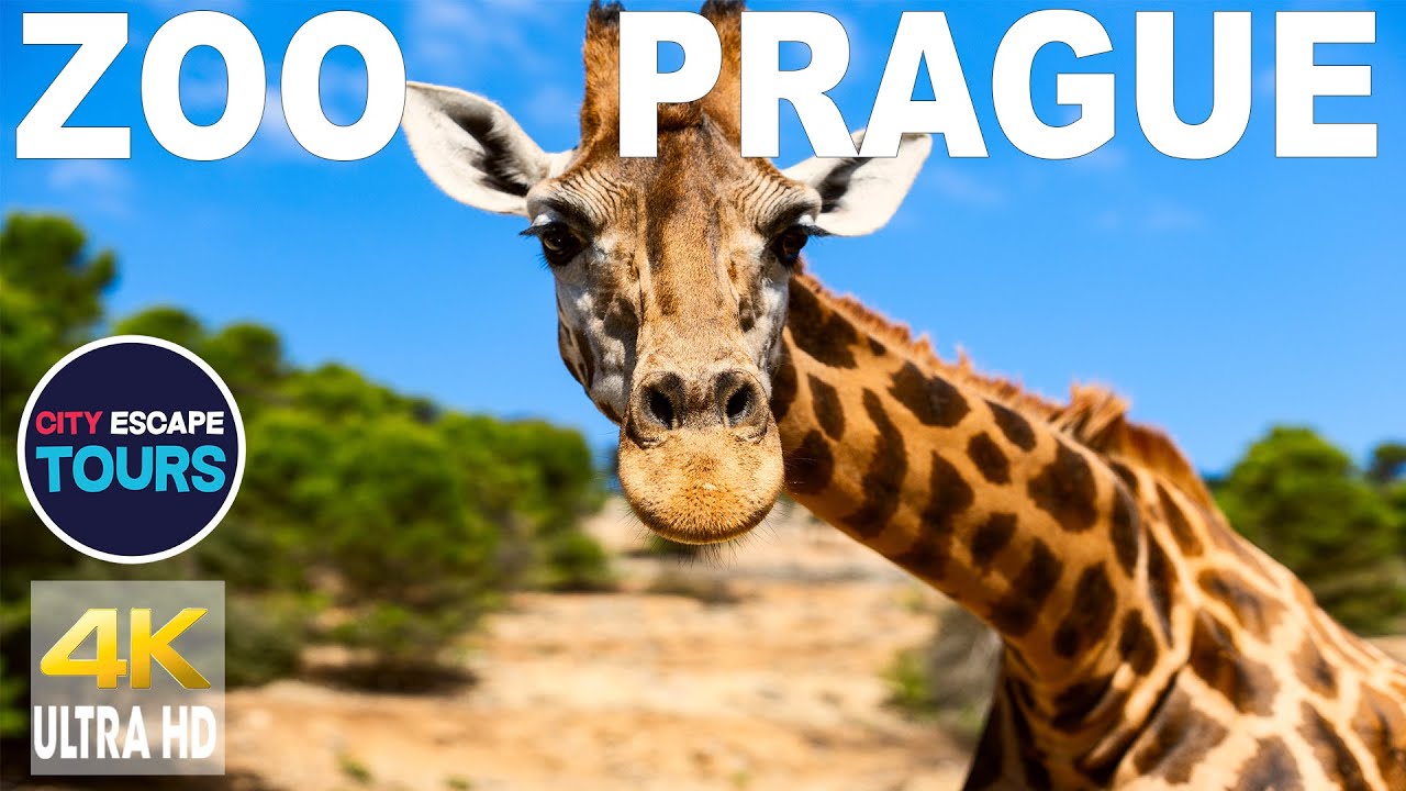 Prague Zoo in 4K – A Family Adventure with Exotic Animals