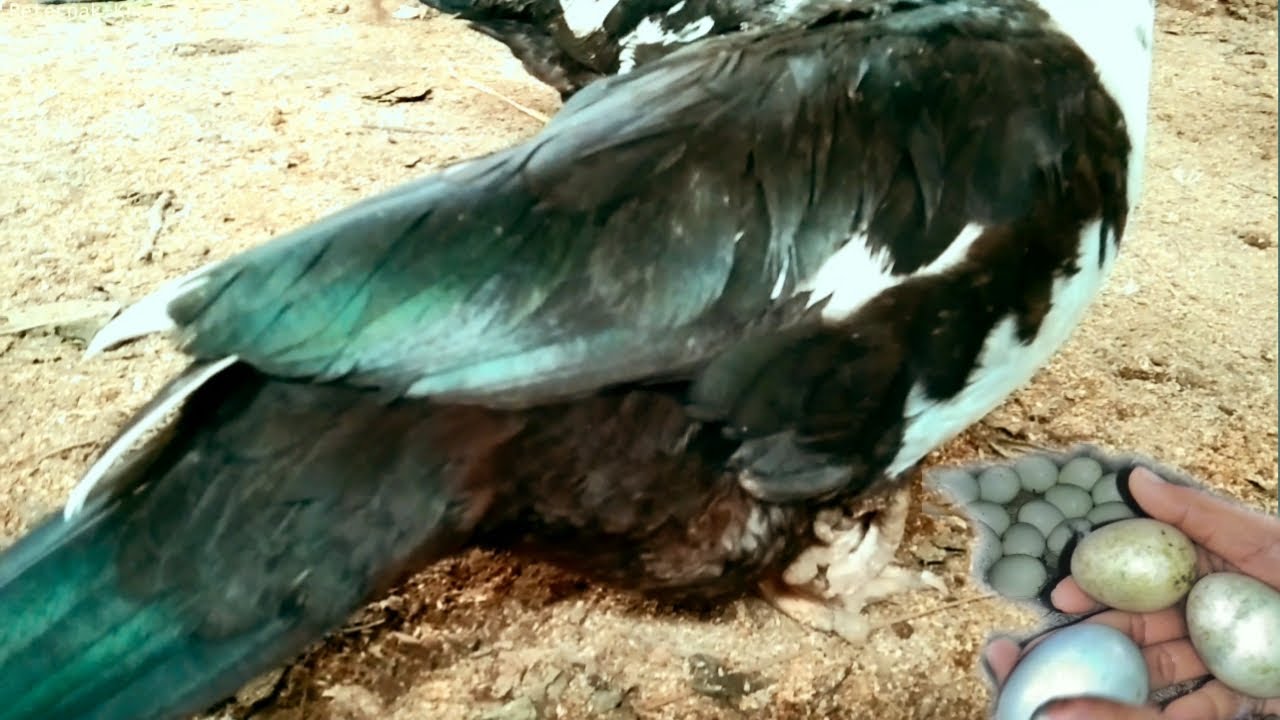 SAAT USIA BERAPA BEBEK ENTOK BERTELUR..?? INI PENJELASANNYA..!!