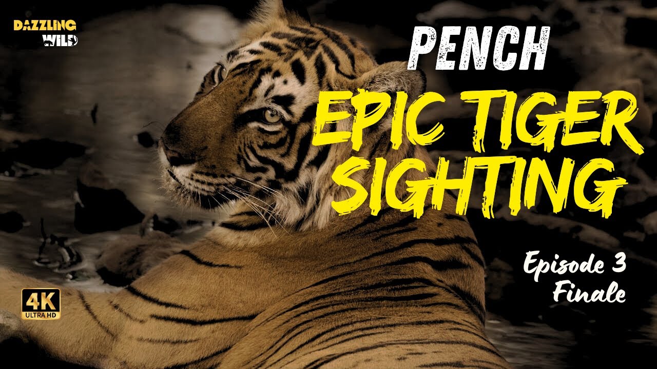 Ep-3 Three tigers in one frame🐅🐆| My first Tiger sighting in Pench #tiger #pench #wildlife