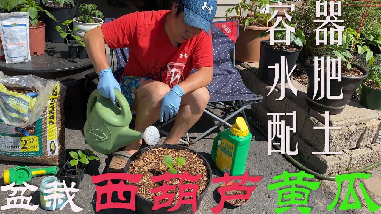 【渔耕笔记】种黄瓜西葫芦 |  盆栽西葫芦 阳台种黄瓜  Grow Cucumber & Squash in Containers